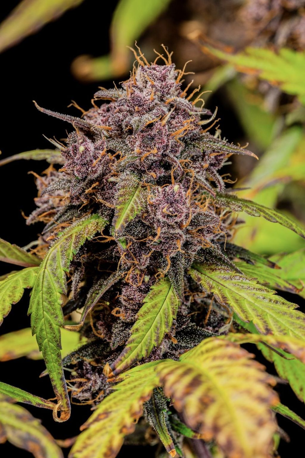 Volle Cannabispflanze der Sorte Lemon Cherry Cookies Auto mit dominanten Indica-Merkmalen, hoher Blütendichte und markantem Farbspiel aus Grün, Lila und Orange