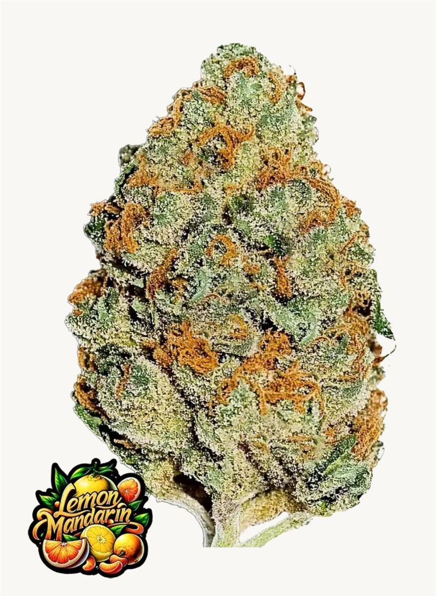 Lemon Mandarin Bud von FastBuds mit kristallartigem Harzbesatz, intensiver Zitrusnote und markantem Orangeton – perfekte Wahl für Citrus-Liebhaber