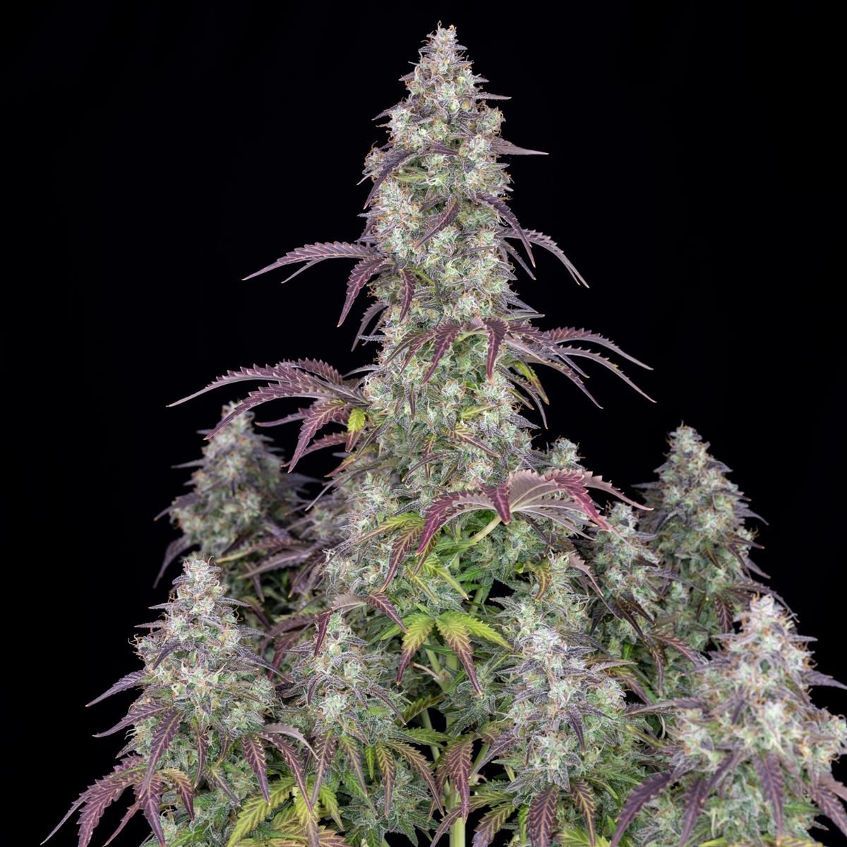 Eine Lemon Pie Auto Pflanze im fortgeschrittenen Blühstadium – indica-sativa-Hybrid mit hoher Ertragsleistung und süß-zitronigem Aroma