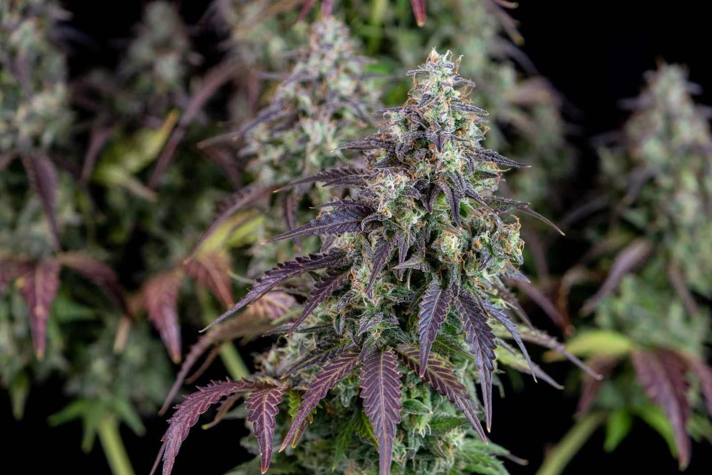 Voll ausgereifte Lemon Pie Auto Cannabispflanze mit lila-grünen Blättern und dichten, harzigen Buds – ideal für Indoor-Grow mit hoher Harzproduktion