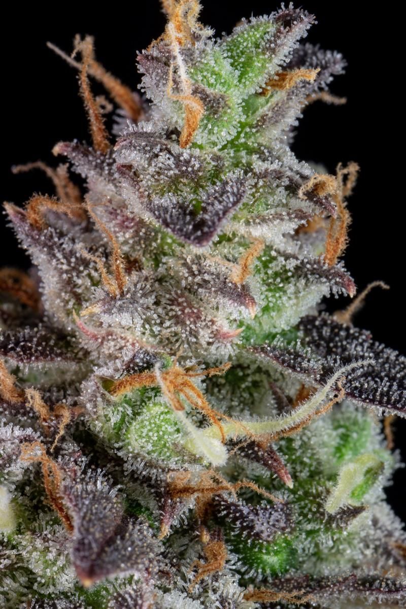 Nahaufnahme der Lemon Pie Auto Blüte mit sichtbarer Trichomschicht und violetten Blättern – indica-dominanter Hybrid von FastBuds mit hohem THC-Gehalt