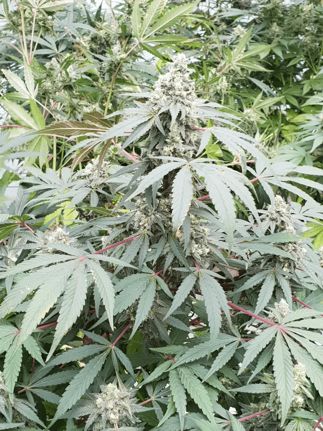 Lemonade Auto Pflanze im Gewächshaus – kräftiger Wuchs, zahlreiche Buds und markante Blätter mit roten Stängeln, ideal für den Outdoor-Grow.