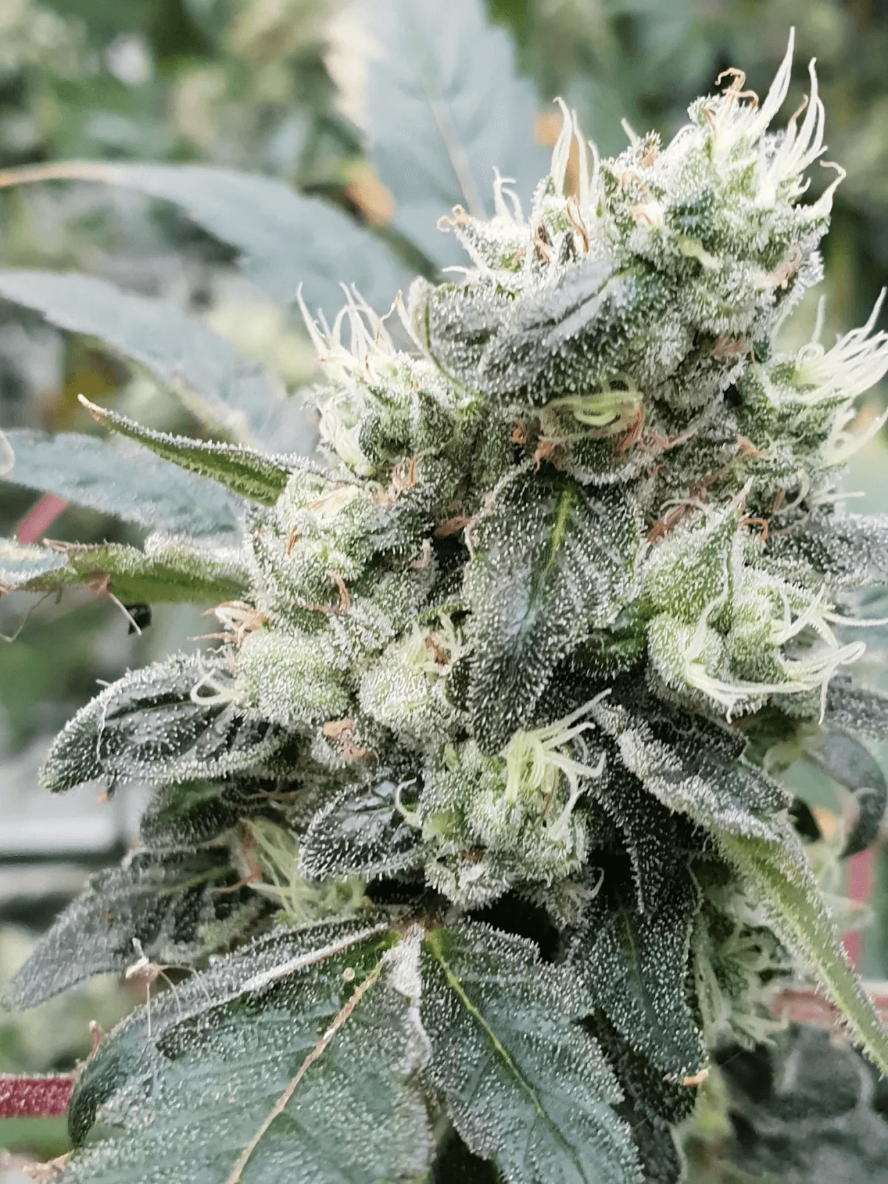 Nahaufnahme einer Lemonade Auto Blüte von Paradise Seeds – dichte Trichome, hellgrüne Knospen und frische Zitrusaromen auf sativadominanter Genetik.