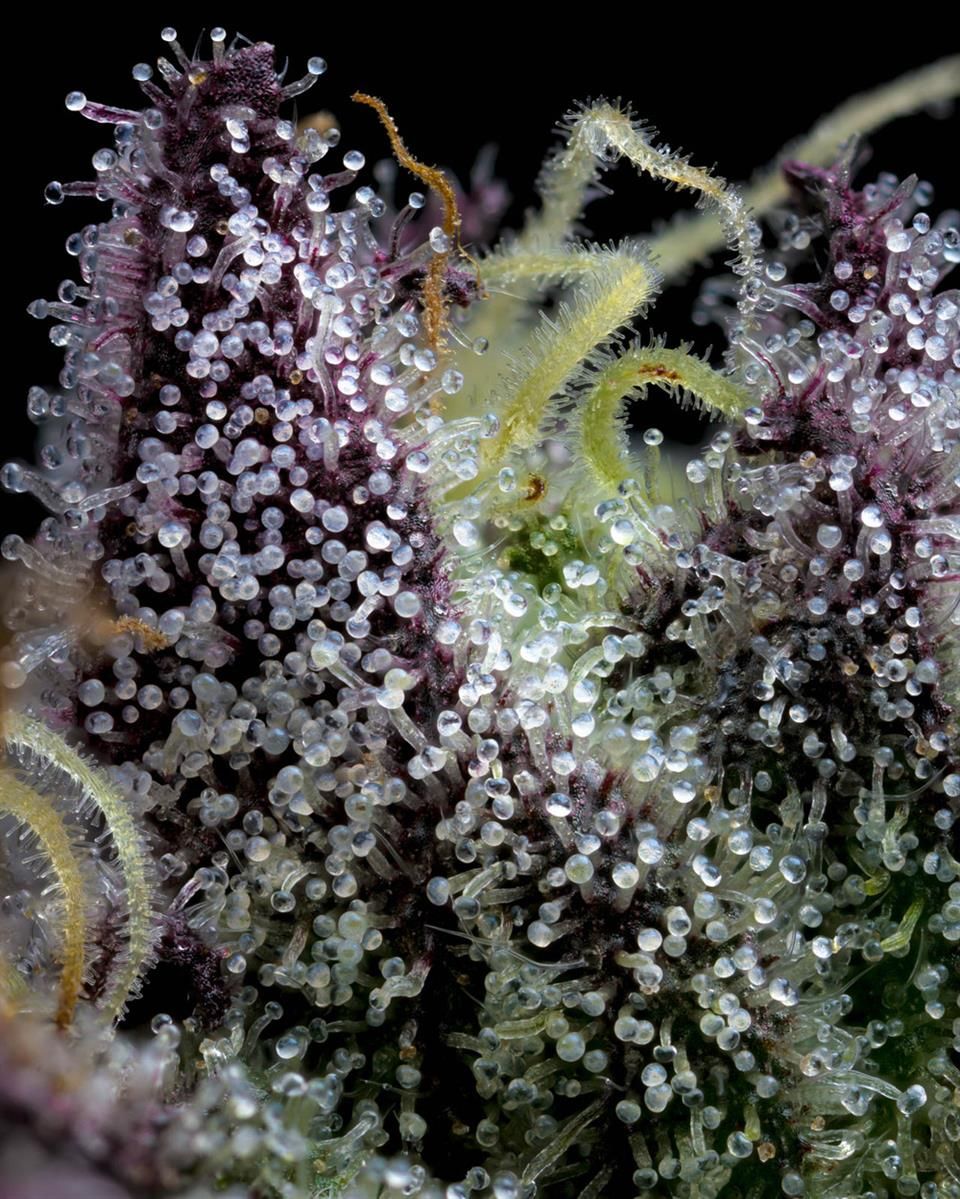 Makroaufnahme von Apple Fritter Trichomen – detailreiche Harzdrüsen auf dunkler Cannabispflanze mit hohem THC-Gehalt