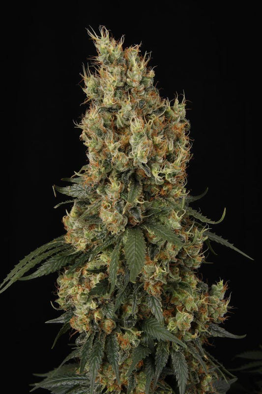 Mendocino Skunk Hauptbud von Paradise Seeds – harzreiche, kompakte Blüten mit orangefarbenen Stempeln und starkem Skunk-Aroma.