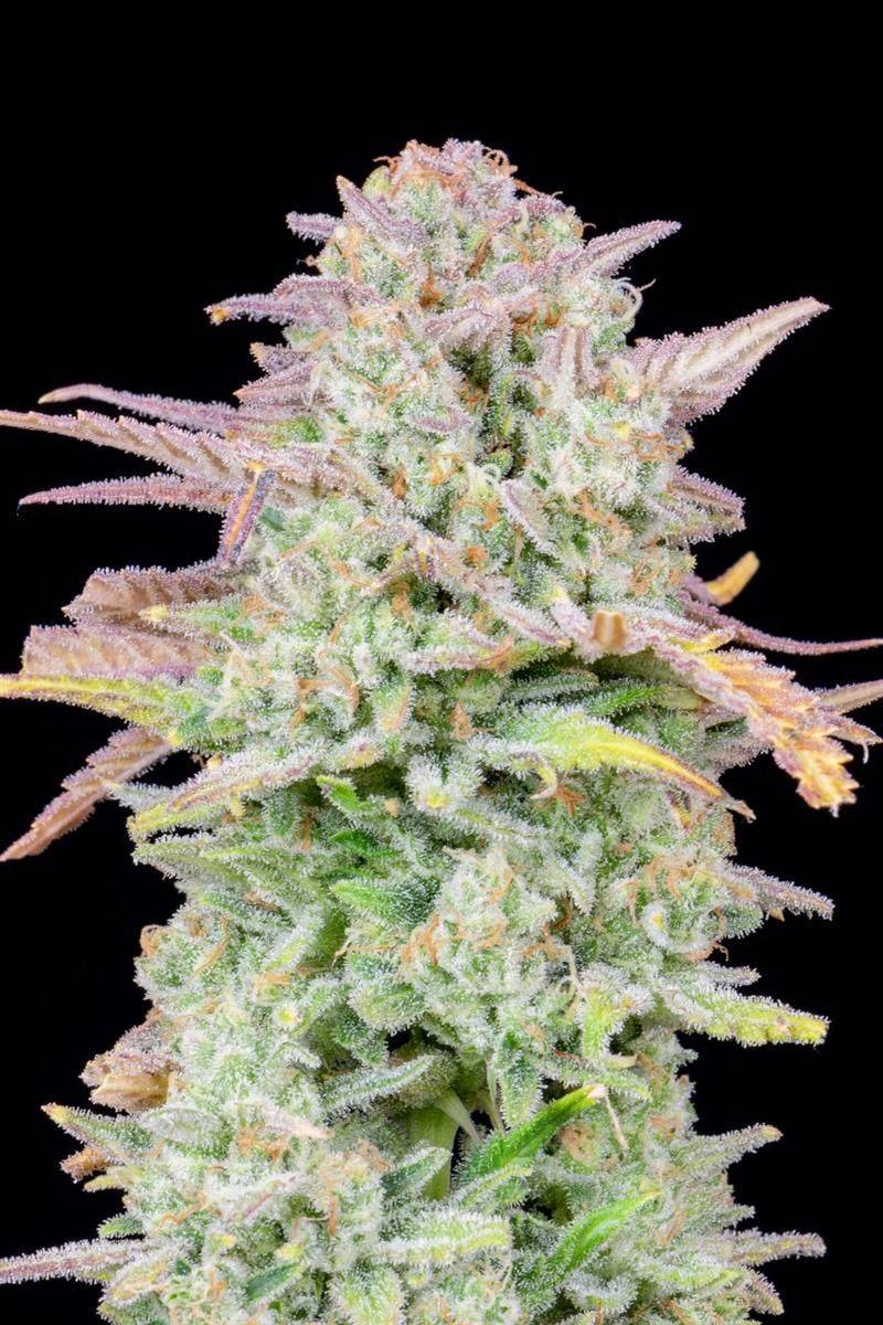 Original Trainwreck Auto Cannabis-Bud von Fast Buds, harzig mit violetten und grünen Farbtönen