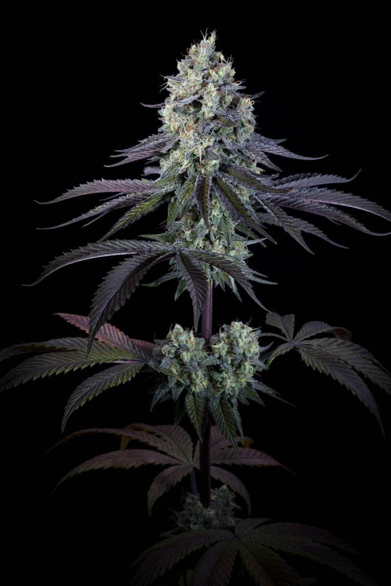 Voll entwickelte Purple Mints Cannabispflanze mit dunklen Blättern und frostigen Buds – ideal für den Indoor-Grow mit hoher Harzproduktion.