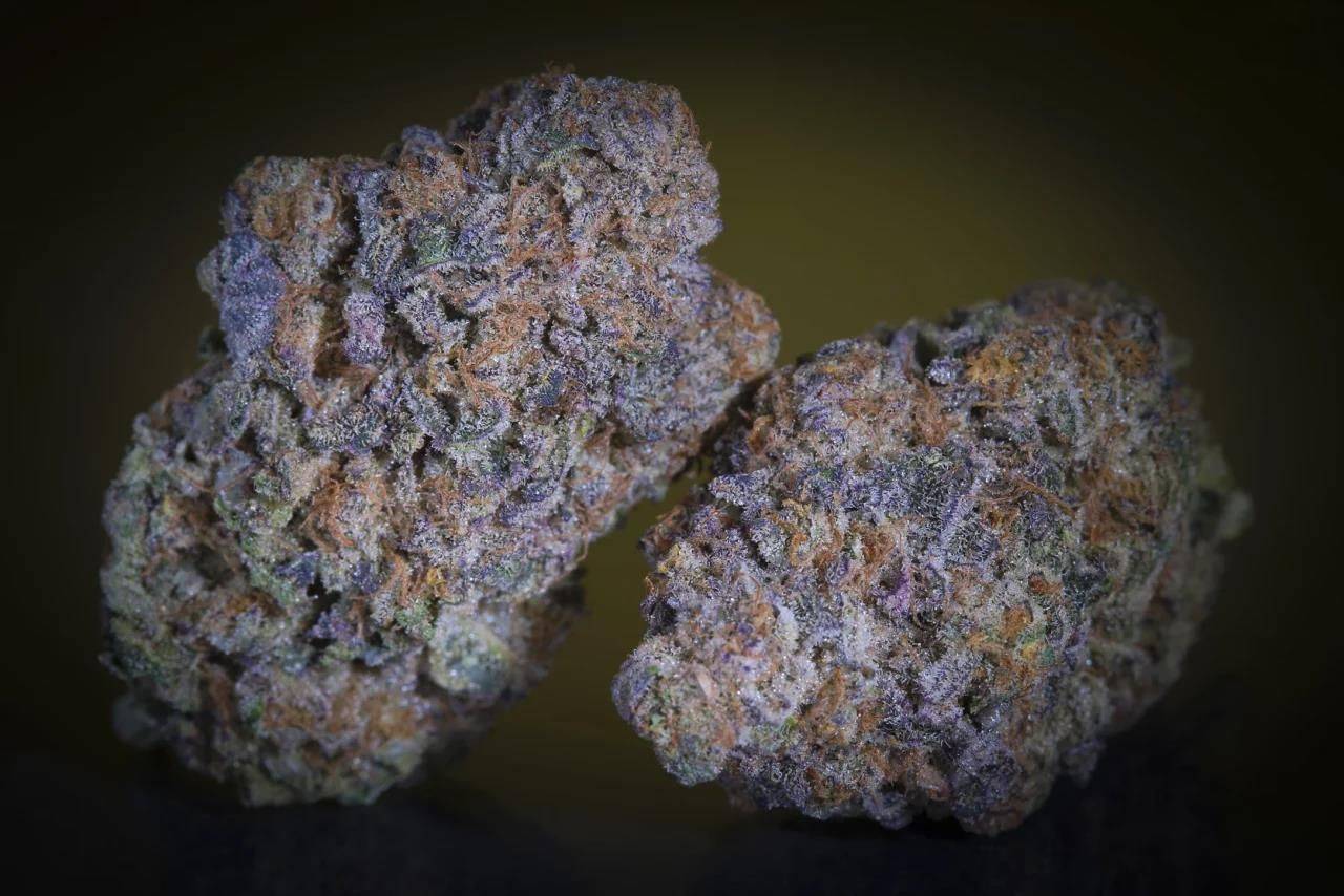 Zwei kompakte Purple Mints Buds mit auffälligem Lila-Grün-Kontrast und starker Harzbildung – bekannt für ihr Bananenbrot-Aroma und 24 % THC.