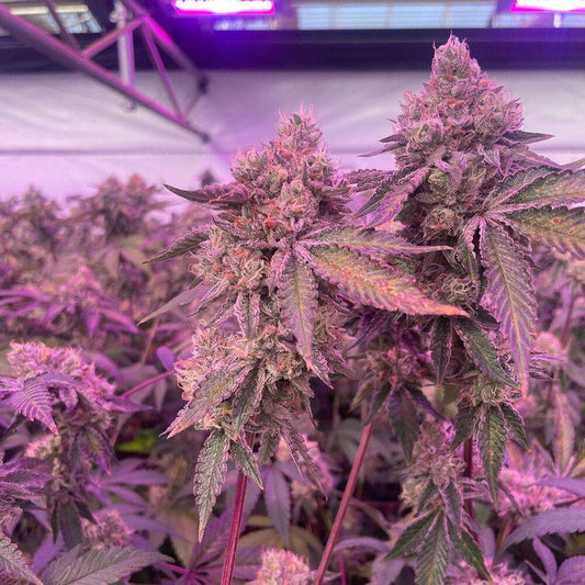 RS11 x Banana OG von Barneys Farm unter violettem LED-Licht im Indoor-Grow – kräftige Blüten, dunkles Laub und starke Trichombildung