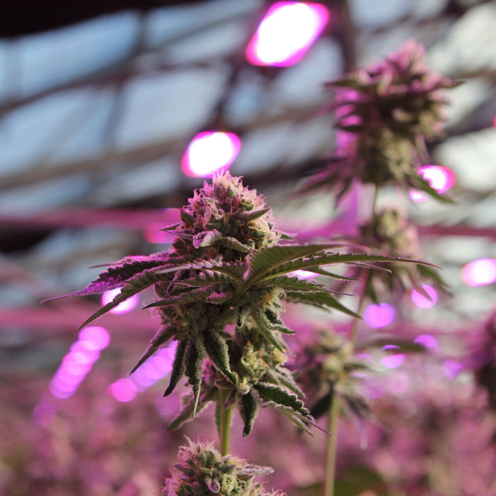 Nahaufnahme einer RS11 x Banana OG Cannabispflanze mit dichten, harzigen Blüten unter LED-Beleuchtung – Barneys Farm feminisierte Samen