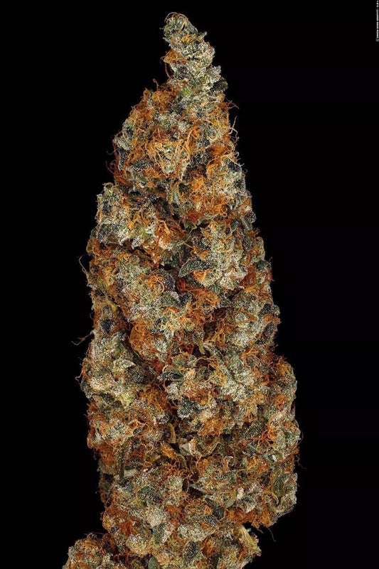 Makroaufnahme einer kompakten Rainbow Road Cannabisblüte mit orangenen Blütenstempeln und starkem Trichombesatz – hochpotente Sativa von Paradise Seeds.