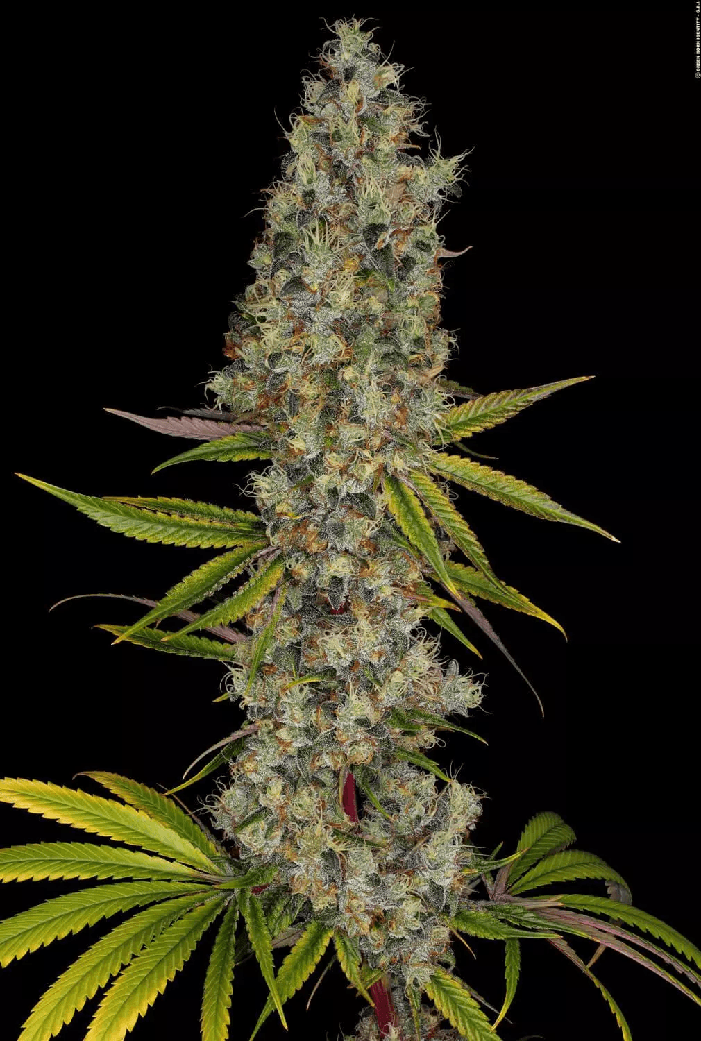 Frostige Cannabisblüte der Sorte Rainbow Road mit kristallinen Trichomen und grünen Zuckerblättern – ideal für fruchtige, energiegeladene Ernten.