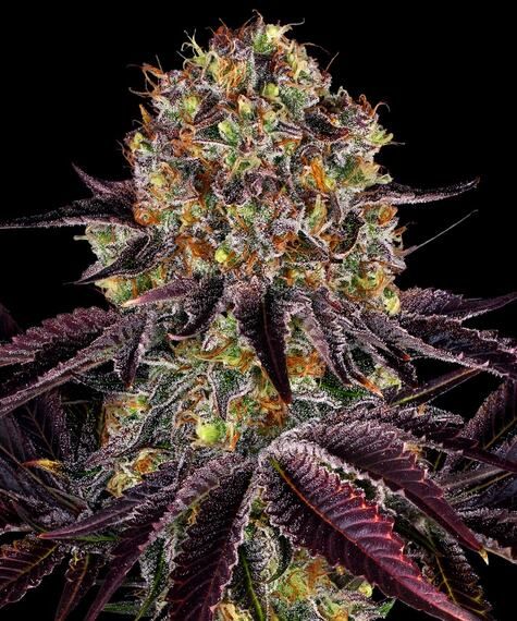 Runtz x Layer Cake von Barneys Farm – kompakte, harzige Blüte mit violetten Blättern und leuchtenden Trichomen