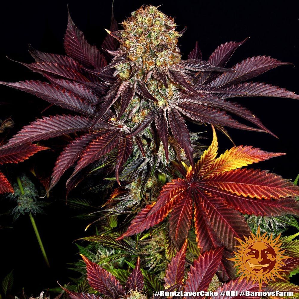 Mehrfach beblühte Runtz x Layer Cake Pflanze von Barneys Farm mit dichten Buds und tiefroter Blattfärbung