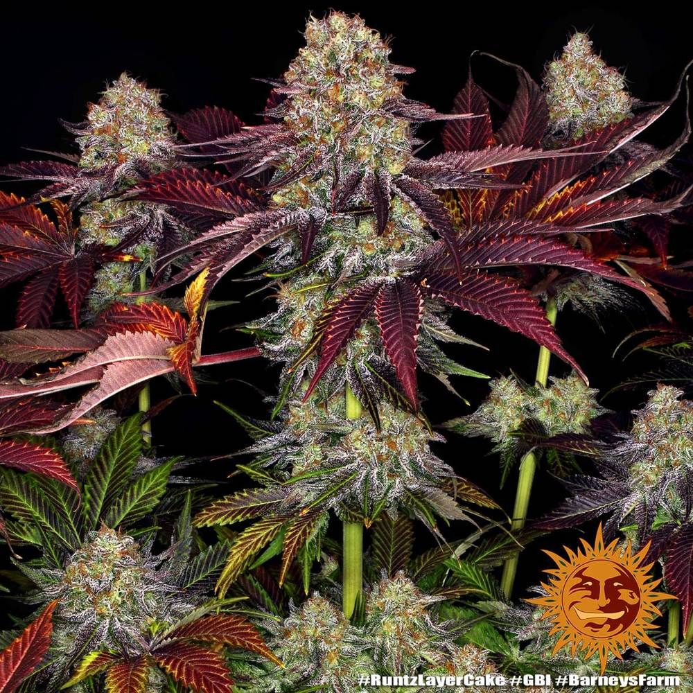 Close-Up der Runtz x Layer Cake Sorte von Barneys Farm – große Hauptcola mit intensivem Frost-Überzug und dunklem Laub