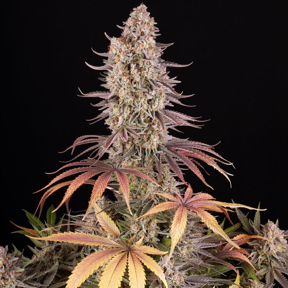 Nahaufnahme der Sour Strawberry Cannabispflanze mit violett-gelben Blättern und harzreichen Blüten von Barney’s Farm