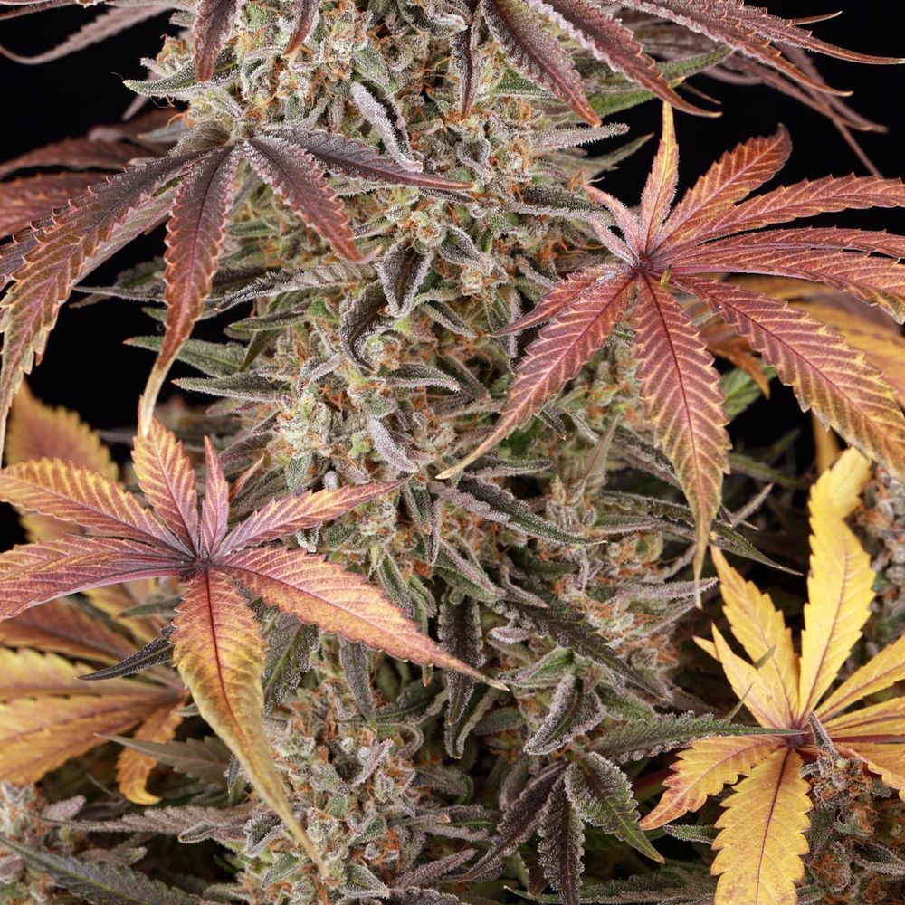 Große Hauptblüte der Sour Strawberry Sorte mit bunten Blättern und kristallüberzogenen Buds unter Studiolicht