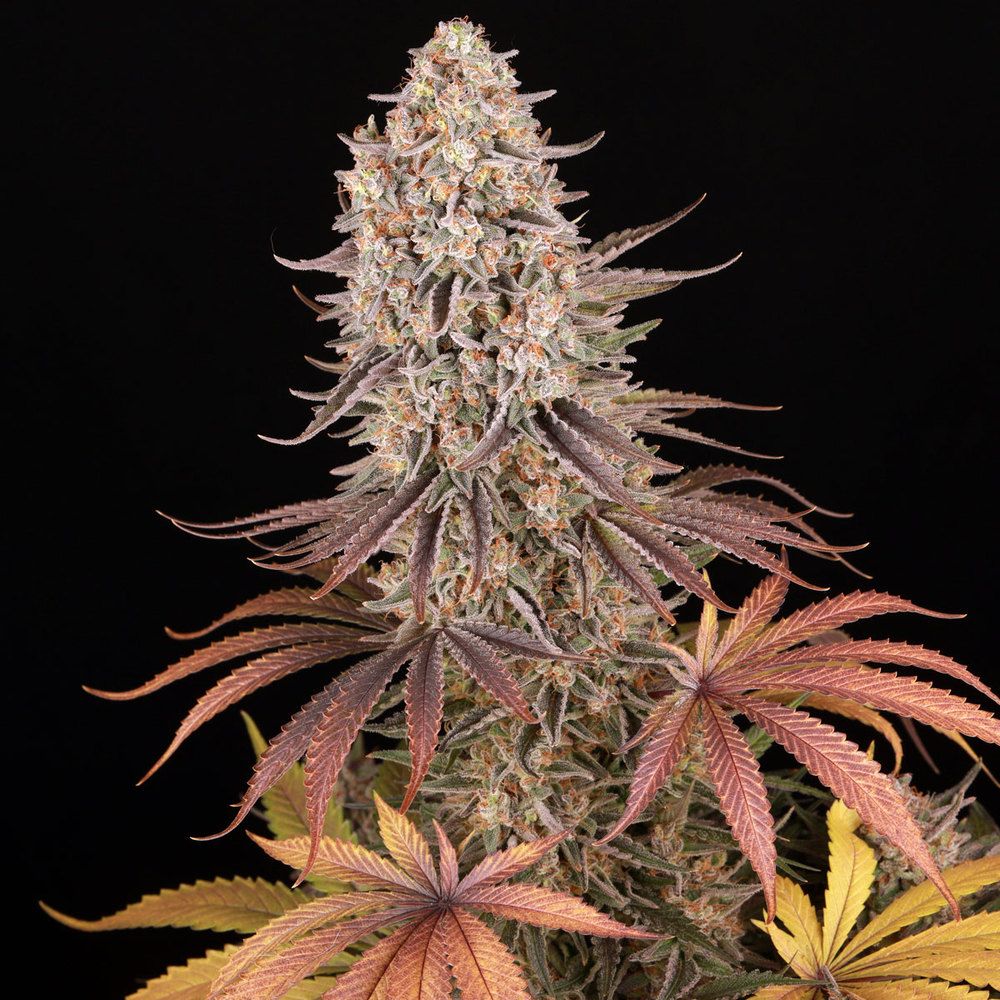 Farbspiel aus orange, violett und grün bei der Sour Strawberry Cannabissorte mit dichter Blütenstruktur