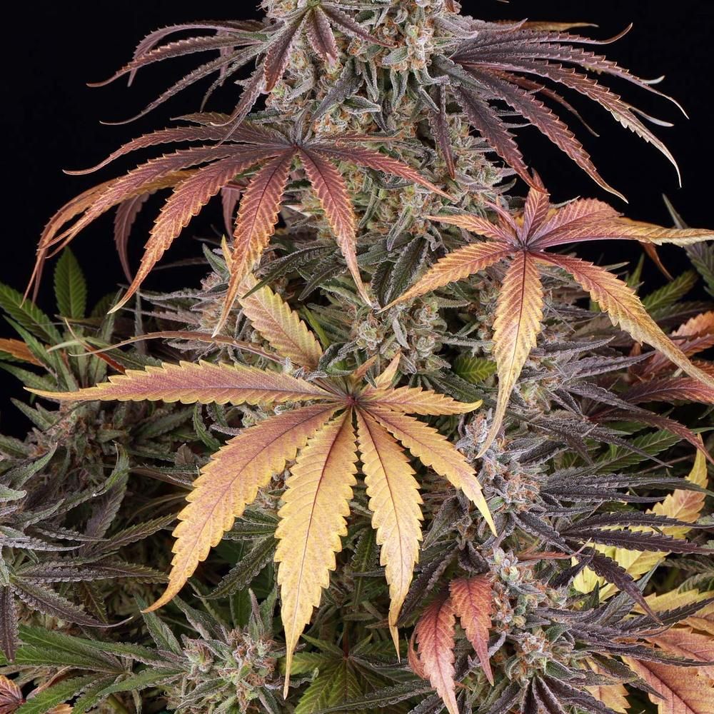 Reife Cannabispflanze Sour Strawberry mit dominantem Headbud und farbenprächtigen Zuckerblättern