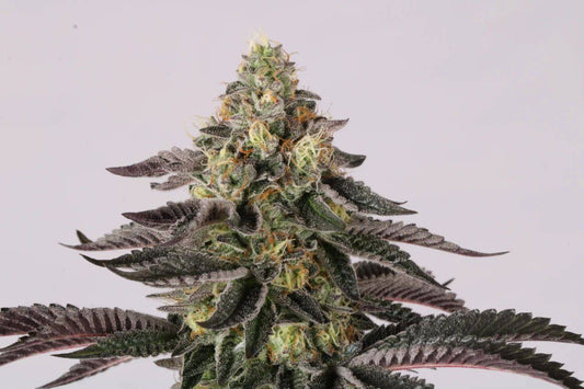 Nahaufnahme der harzreichen Sunset Paradise Cannabisblüte mit intensiven lila Farbtönen und orangen Blütenstempeln – feminisierte Sorte von Paradise Seeds