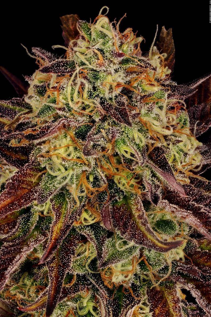 Makroaufnahme der Tangerine Sorbet Buds mit trichomreichen, violett-orangenen Blüten und Mandarinen-Aroma