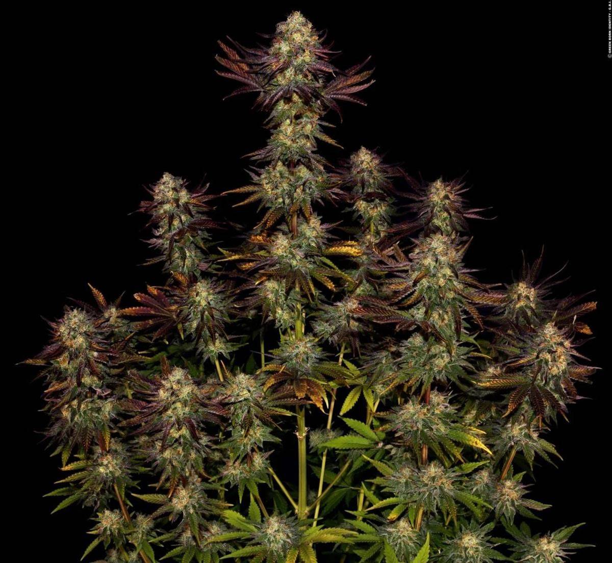 Tangerine Sorbet Hanfpflanze im vollen Wachstum mit farbenprächtigen Buds und fruchtigem Skunk-Profil