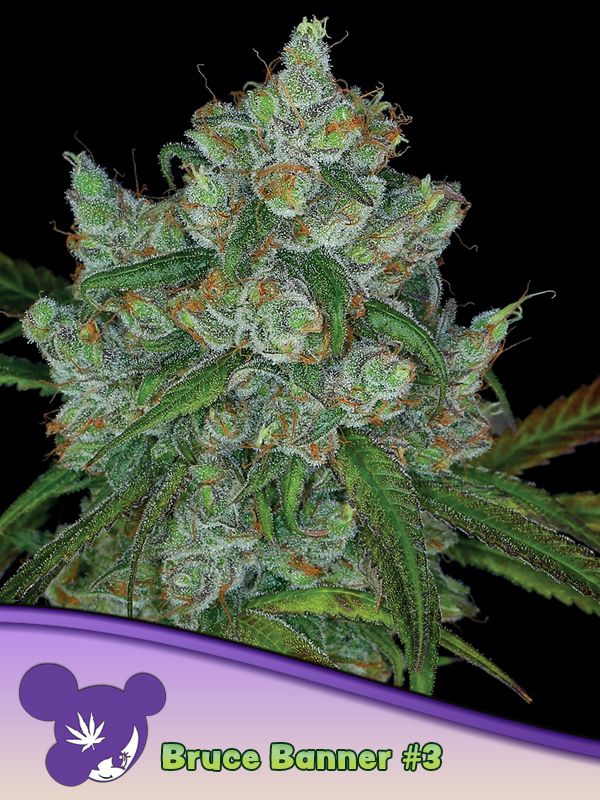 Bruce Banner #3 feminisierte Samen von Anesia Seeds mit großen, harzigen Buds und sattem Grün, ideal für hohen Ertrag und bis zu 30% THC