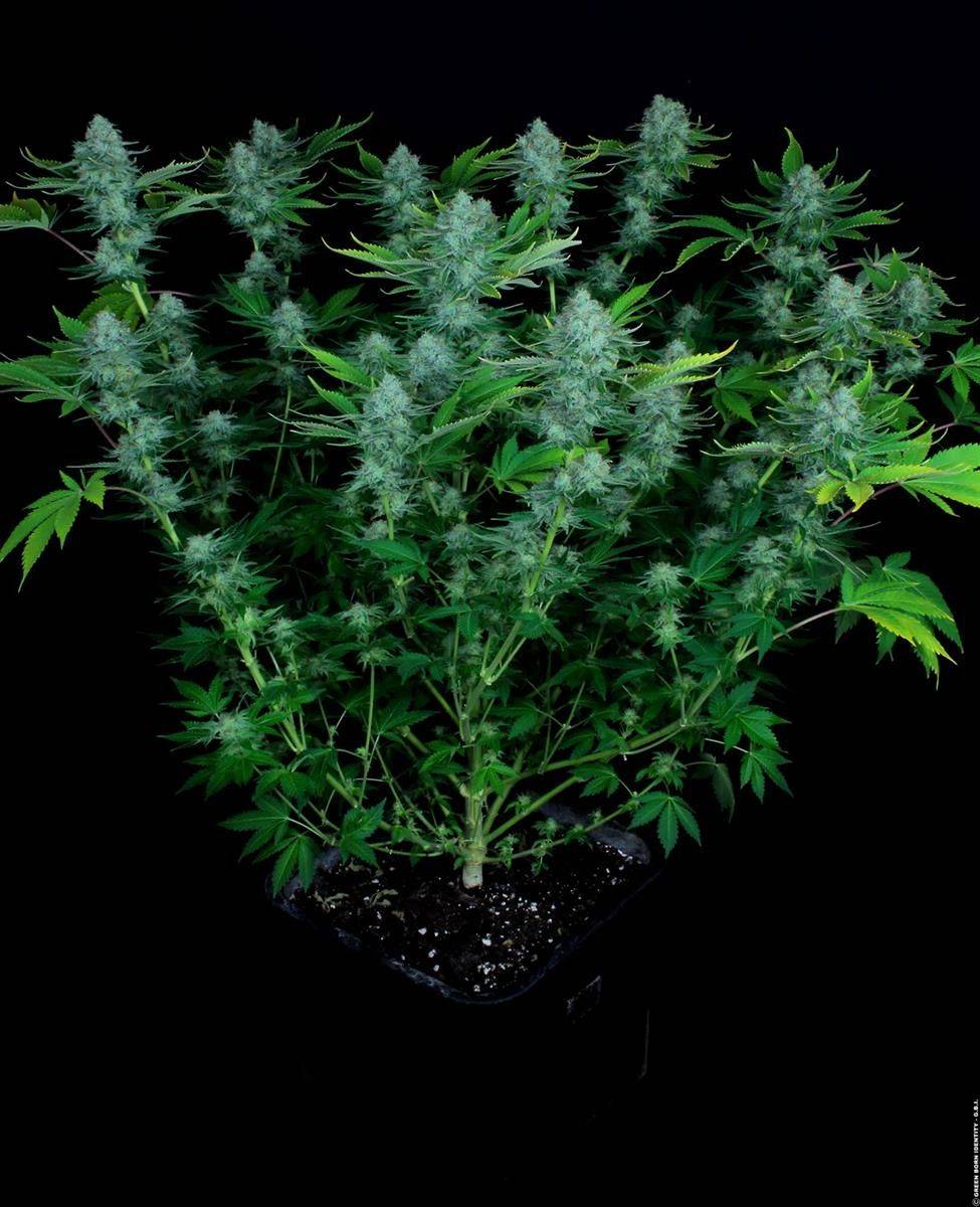 Nebula Cannabispflanze im Topf – kräftiger Sativa-Hybrid mit verzweigtem Wuchs, ideal für Indoor-Grow und Sea-of-Green-Setups.