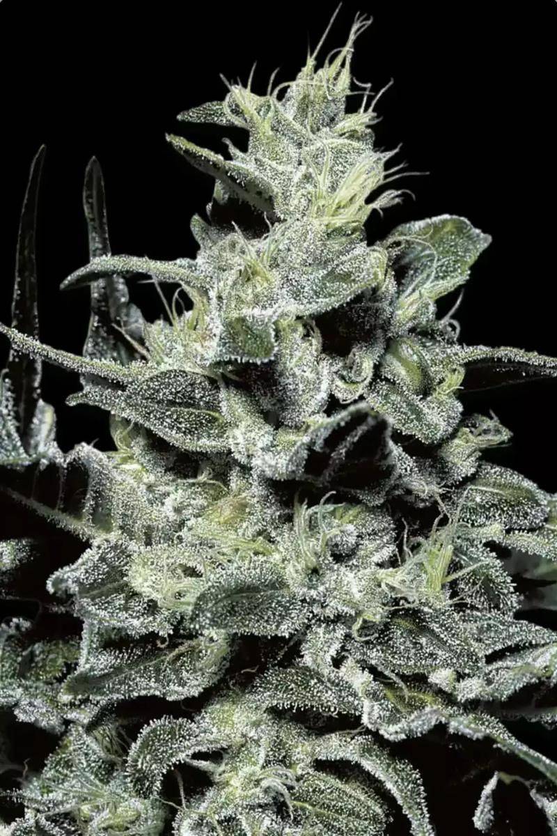 Makroaufnahme der Nebula Blüte von Paradise Seeds – dicht mit glitzernden Trichomen bedeckt, sativa-dominant mit süßem Honig-Terpenprofil.