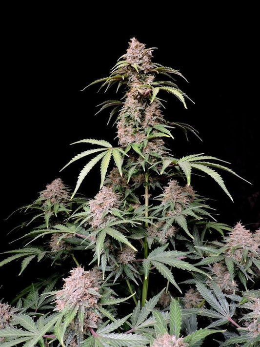 Amnesia Zkittlez Auto Pflanze mit zahlreichen Seitentrieben voller Blüten, entwickelt unter optimalen Indoor-Bedingungen