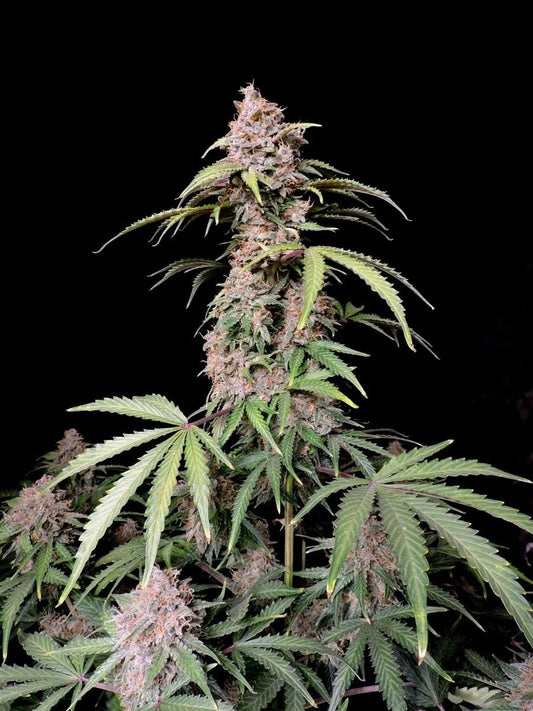 Dominante Hauptcola der Amnesia Zkittlez Auto mit üppigen Knospen und typischer Sativa-Struktur.

