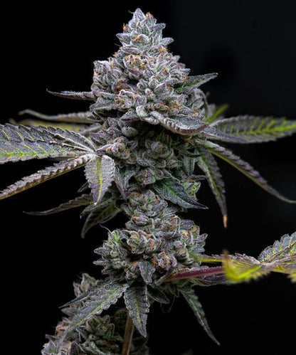 Vollständig ausgereifte Apple Fritter Cannabispflanze mit dichten Blüten und violett-grüner Färbung – feminisierte Hybrid-Sorte mit bis zu 30 % THC