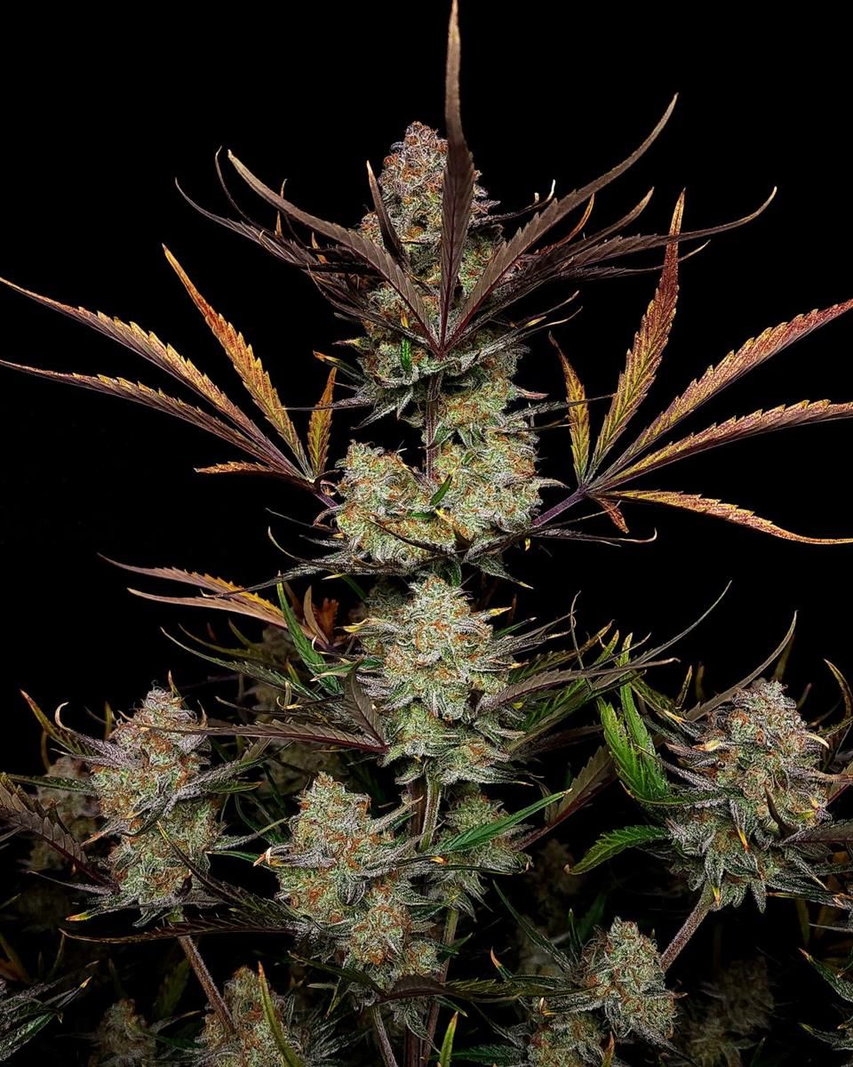 Apple Strudel Auto von FastBuds – kompakter, harziger Cannabisbud mit violetten Blättern und intensiver Trichombildung