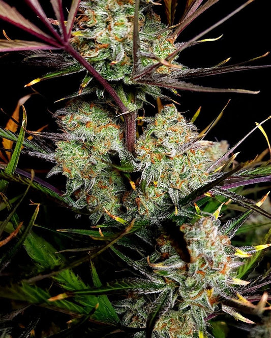 Voll ausgewachsene Apple Strudel Auto Pflanze mit zahlreichen kompakten Buds – ideal für Indoor-Grower