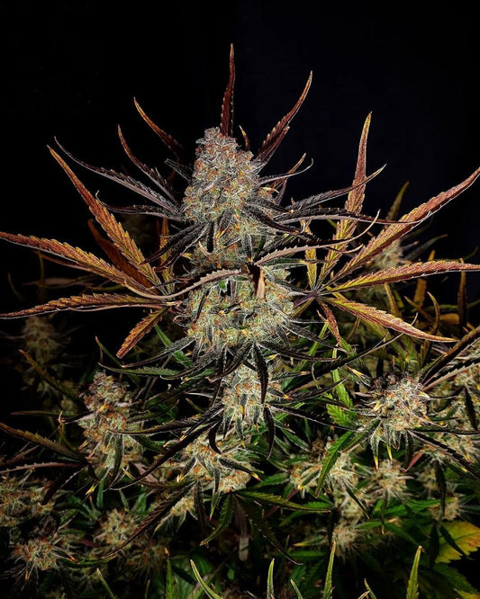Reife Apple Strudel Auto Cannabispflanze mit kristallbedeckten Blüten und intensiver Farbgebung – FastBuds Seeds