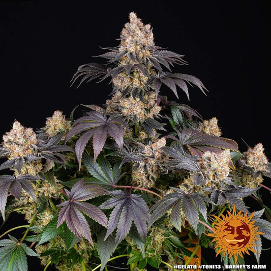 Hochwertige Cannabisblüte der Sorte Gelato von Barney’s Farm mit violett-grünen Blättern und starkem Harzüberzug