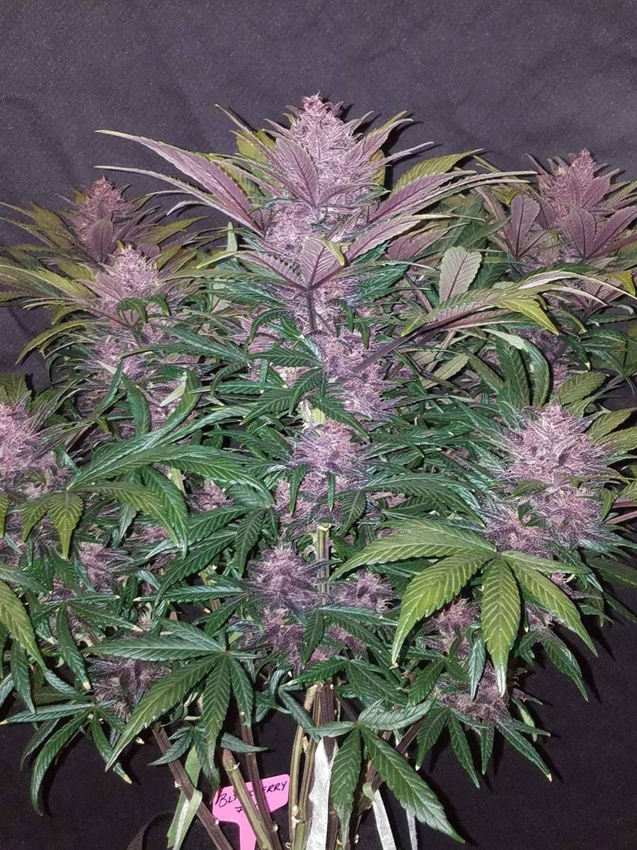 Blackberry Autoflowering Pflanze mit dunkelvioletten Blüten und gesunden grünen Blättern – hochwertige Indoor Zucht mit FastBuds Samen