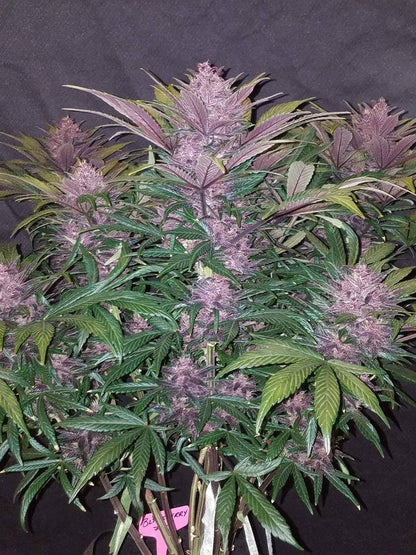 Blackberry Autoflowering Pflanze mit dunkelvioletten Blüten und gesunden grünen Blättern – hochwertige Indoor Zucht mit FastBuds Samen