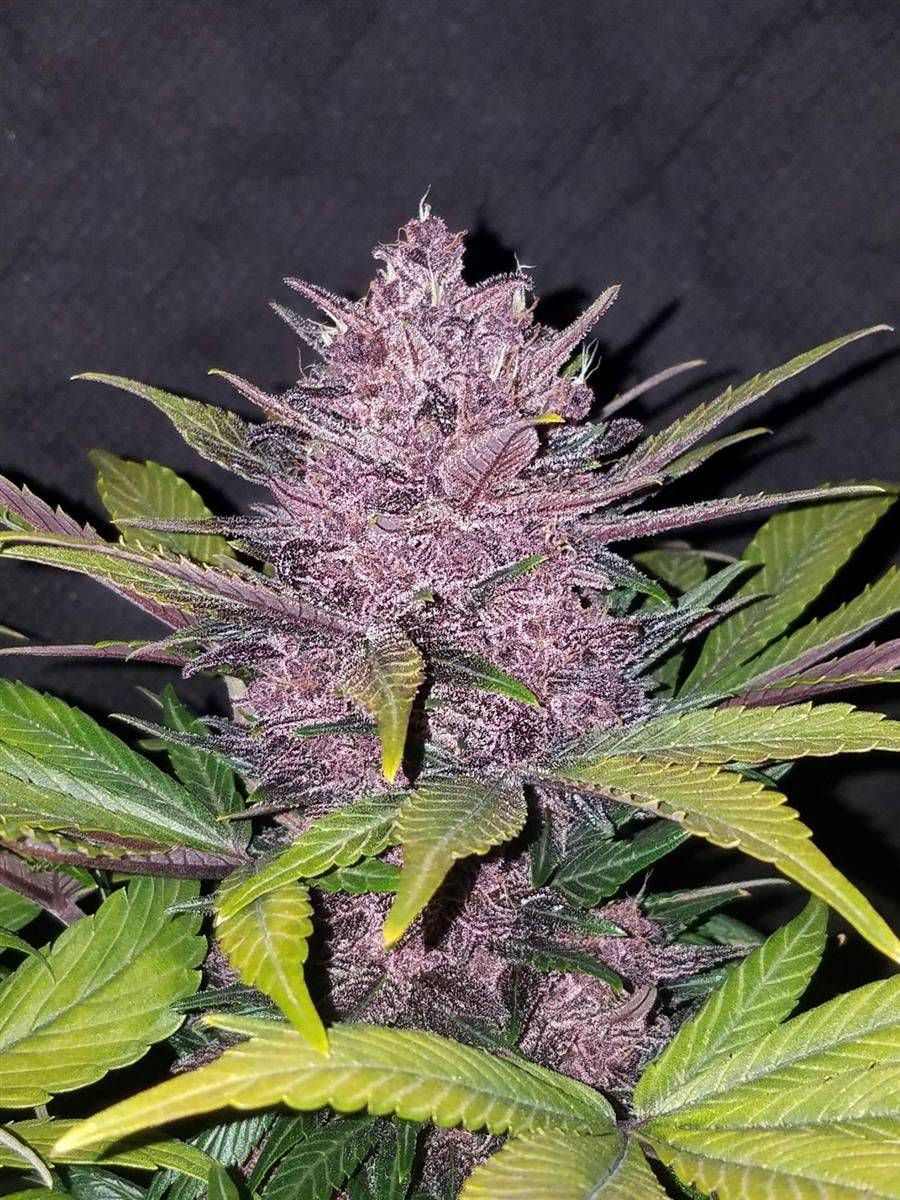 Purple Bud einer Blackberry Auto Pflanze mit kristallklaren Trichomen und intensiver Harzbildung – feminisierte Autoflower von FastBuds