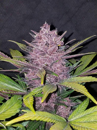 Purple Bud einer Blackberry Auto Pflanze mit kristallklaren Trichomen und intensiver Harzbildung – feminisierte Autoflower von FastBuds