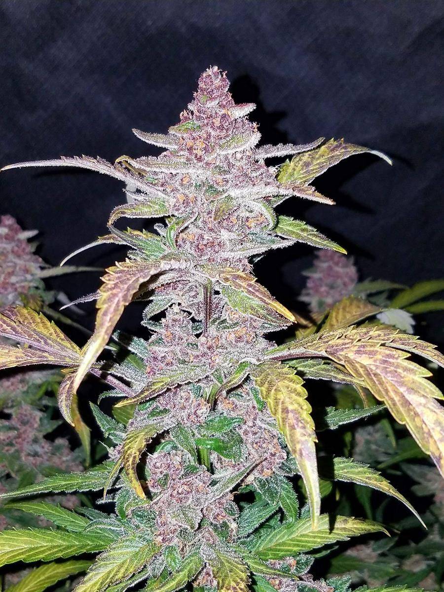Nahaufnahme der Blackberry Auto Blüten von FastBuds mit violetten Nuancen und dicken Trichomen – indica-dominante Autoflower