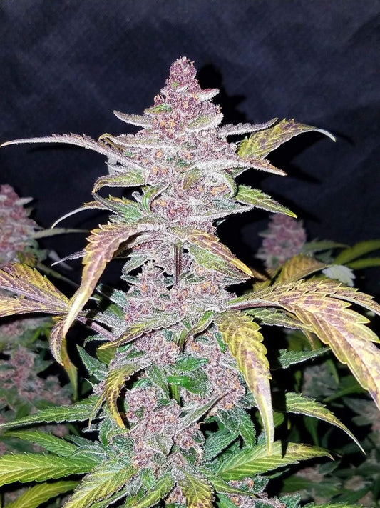 Nahaufnahme der Blackberry Auto Blüten von FastBuds mit violetten Nuancen und dicken Trichomen – indica-dominante Autoflower