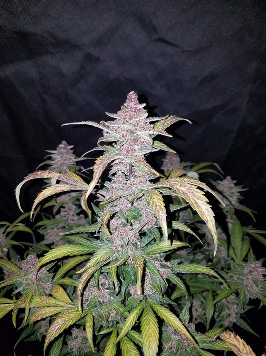 Blackberry Auto Cannabis Pflanze mit dichten violetten Buds und frostiger Harzschicht unter Kunstlicht – FastBuds Genetik