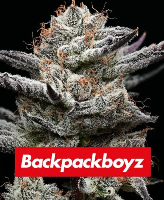 Black Cherry Gushers Pflanze von Backpackboyz mit starker Harzbildung und auffälligem Branding – potente Cali Weed mit 30 % THC