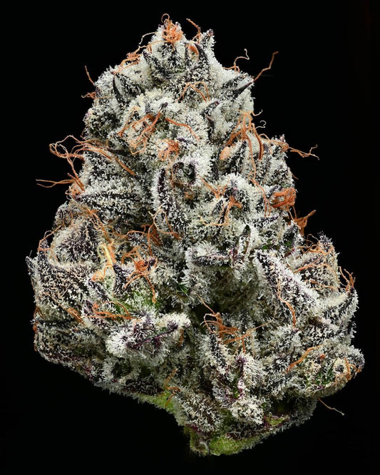 Gefrostete Black Cherry Gushers Bud mit orangen Stempeln und tiefvioletten Zuckernblättern – THC-reiche indica-dominierte Sorte von Barneys Farm