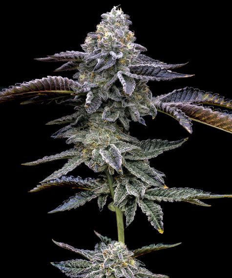 Blue Dream Cannabis-Pflanze mit dichten Blüten und Harzüberzug – feminisierte Sativa-dominante Sorte von Barney’s Farm