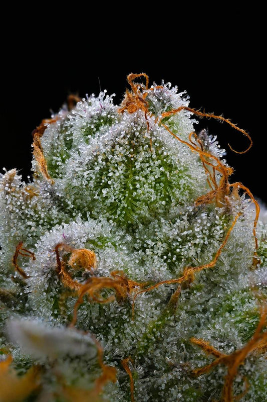 Makroaufnahme der Blue Dream Cannabissorte – dichte Trichomenstruktur mit orangefarbenen Blütenstempeln und hohem THC-Gehalt