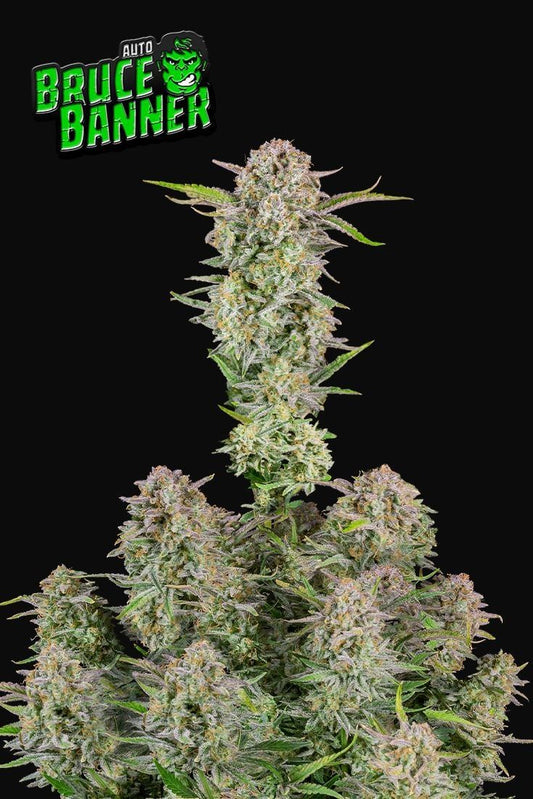 Fast Buds Bruce Banner Auto feminisierte Autoflower-Sorte mit XXL-Erträgen und energischem High, ideal für Indoor & Outdoor