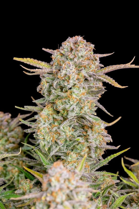 Bruce Banner Auto Pflanze im vollen Wuchs – große zentrale Hauptcola mit hohem THC-Gehalt und starker Ertragsleistung