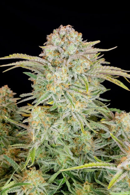 Nahaufnahme der Bruce Banner Auto Sorte von Fast Buds mit kristallinen Buds und intensiven Orangehärchen